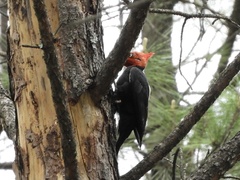 Campephilus leucopogon