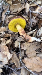 Aureoboletus flaviporus
