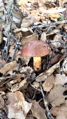 Aureoboletus flaviporus