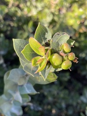 Arctostaphylos purissima purissima