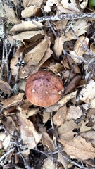 Aureoboletus flaviporus
