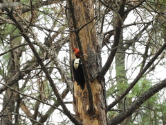 Campephilus leucopogon