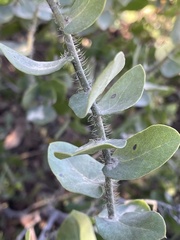 Arctostaphylos purissima purissima