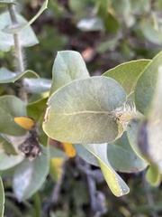 Arctostaphylos purissima purissima