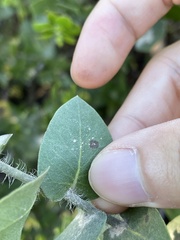 Arctostaphylos purissima purissima