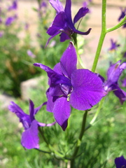 Consolida orientalis