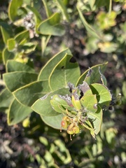 Arctostaphylos purissima purissima