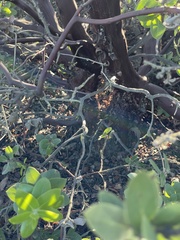 Arctostaphylos purissima purissima