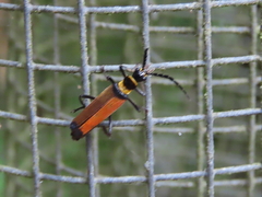 Chauliognathus atricornis