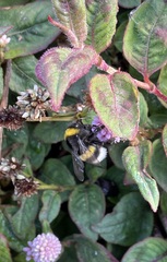 Bombus terrestris lusitanicus