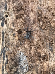 Kukulcania hibernalis