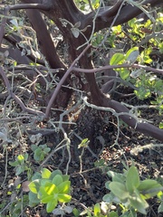 Arctostaphylos purissima purissima