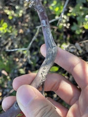 Arctostaphylos purissima purissima