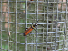 Chauliognathus atricornis