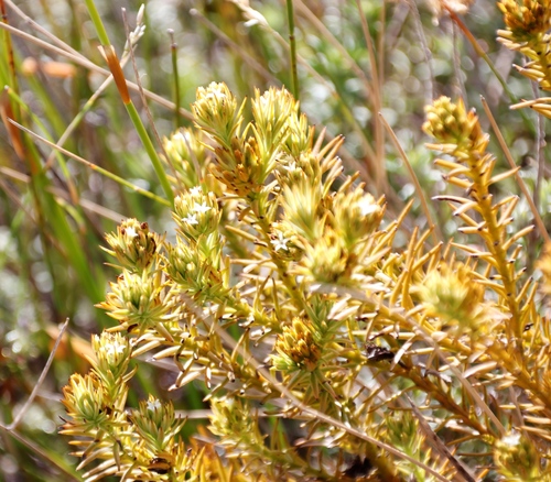 Image of Thesium carinatum by (c) Tony Rebelo, some rights reserved (CC BY-SA)
