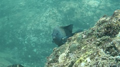 Stegastes acapulcoensis