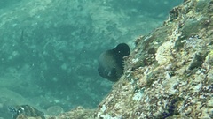 Stegastes acapulcoensis