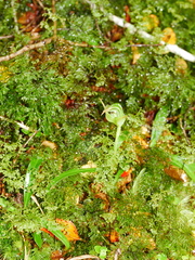 Pterostylis australis
