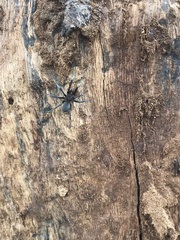 Kukulcania hibernalis