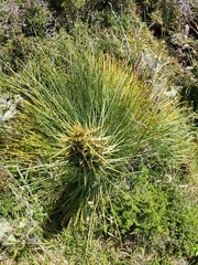 Aciphylla squarrosa