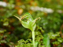 Pterostylis australis