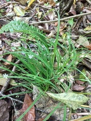 Arthropodium candidum