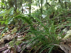 Arthropodium candidum