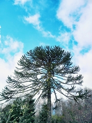 Araucaria araucana