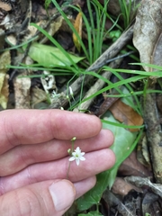 Arthropodium candidum