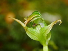 Pterostylis australis