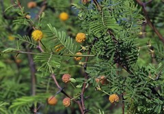 Vachellia aroma