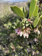 Arctostaphylos rudis