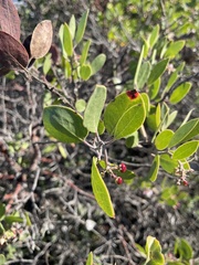 Arctostaphylos rudis
