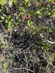Arctostaphylos rudis