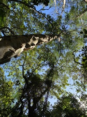 Piptadenia gonoacantha