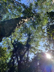 Piptadenia gonoacantha