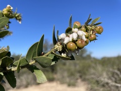 Arctostaphylos purissima purissima
