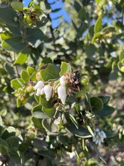 Arctostaphylos purissima purissima