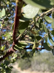 Arctostaphylos purissima purissima