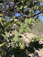 Arctostaphylos purissima purissima