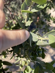 Arctostaphylos purissima purissima
