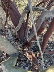 Arctostaphylos purissima purissima