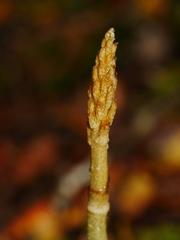 Gastrodia cunninghamii