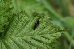 Rhophitulus