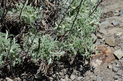 Artemisia santolinifolia