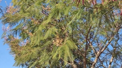 Leucaena esculenta