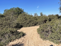 Arctostaphylos purissima purissima