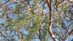 Leucaena esculenta