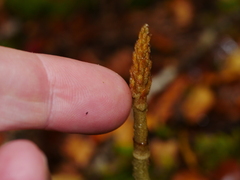 Gastrodia cunninghamii