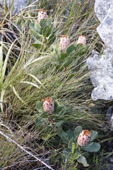 Protea speciosa
